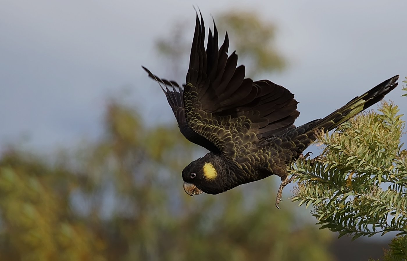 Black tailed. Yellow-tailed Black Cockatoo. Желтохвостый черный Какаду. Белоухий чёрный Какаду. Calyptorhynchus funereus.