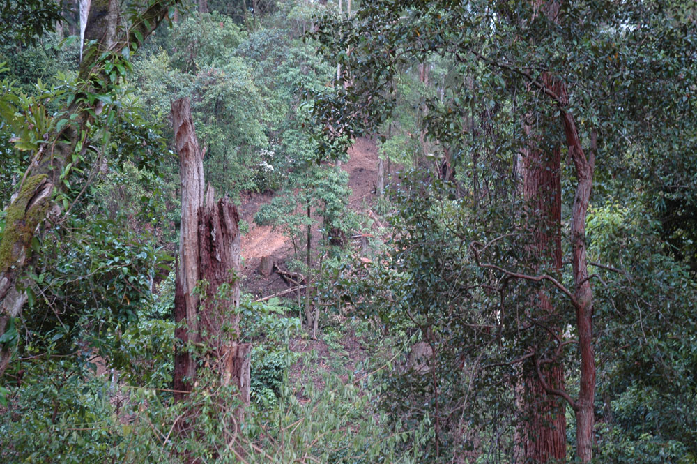 draft-private-native-forestry-codes-of-practice-nsw-environmental