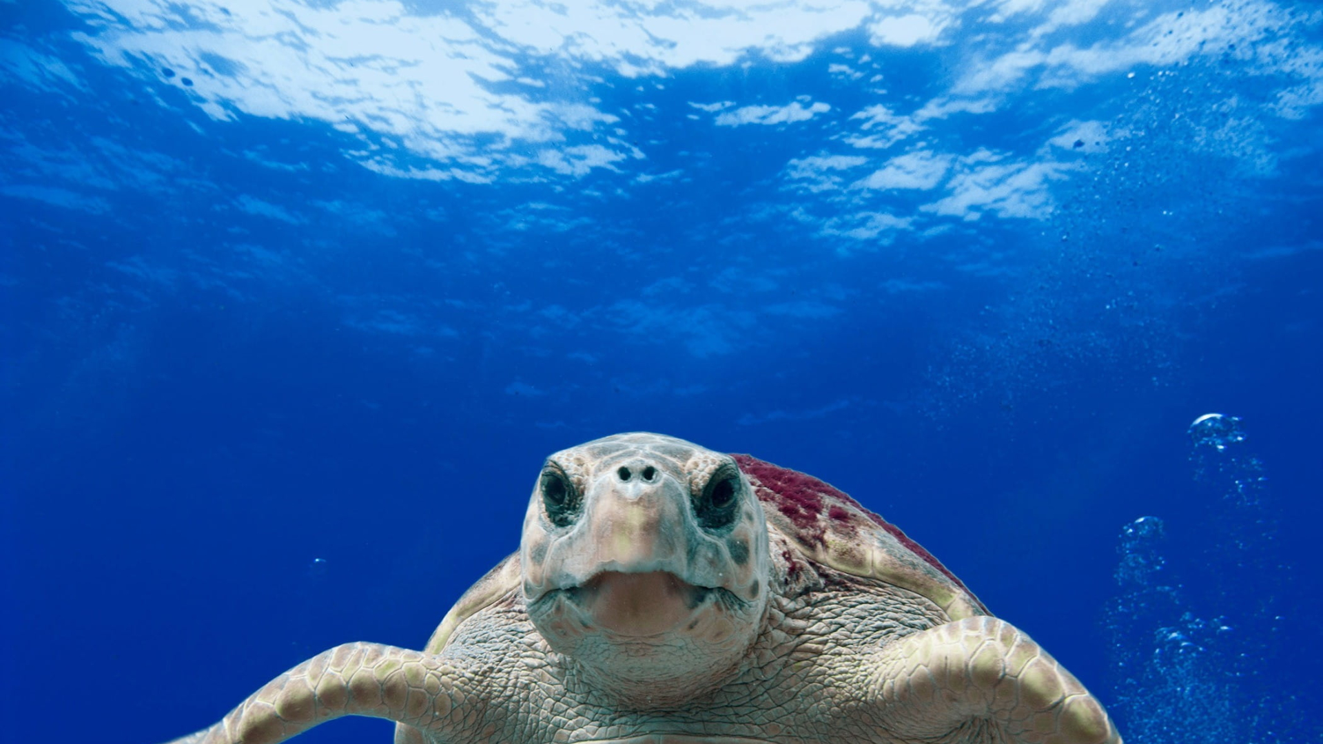 tighter-protections-secured-for-endangered-loggerhead-turtles