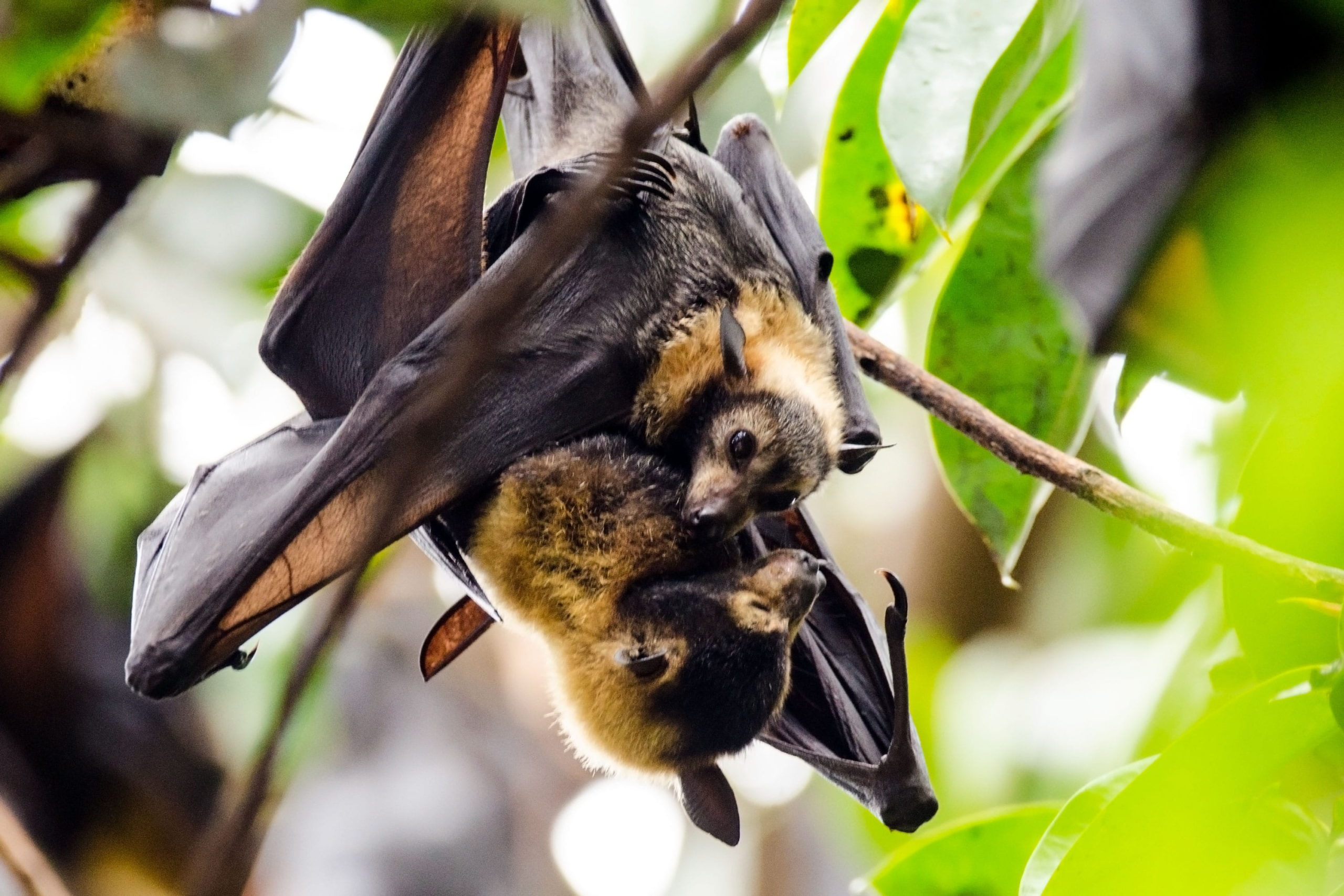 Analysis Spectacled Flying Foxes Endangered But Unprotected 