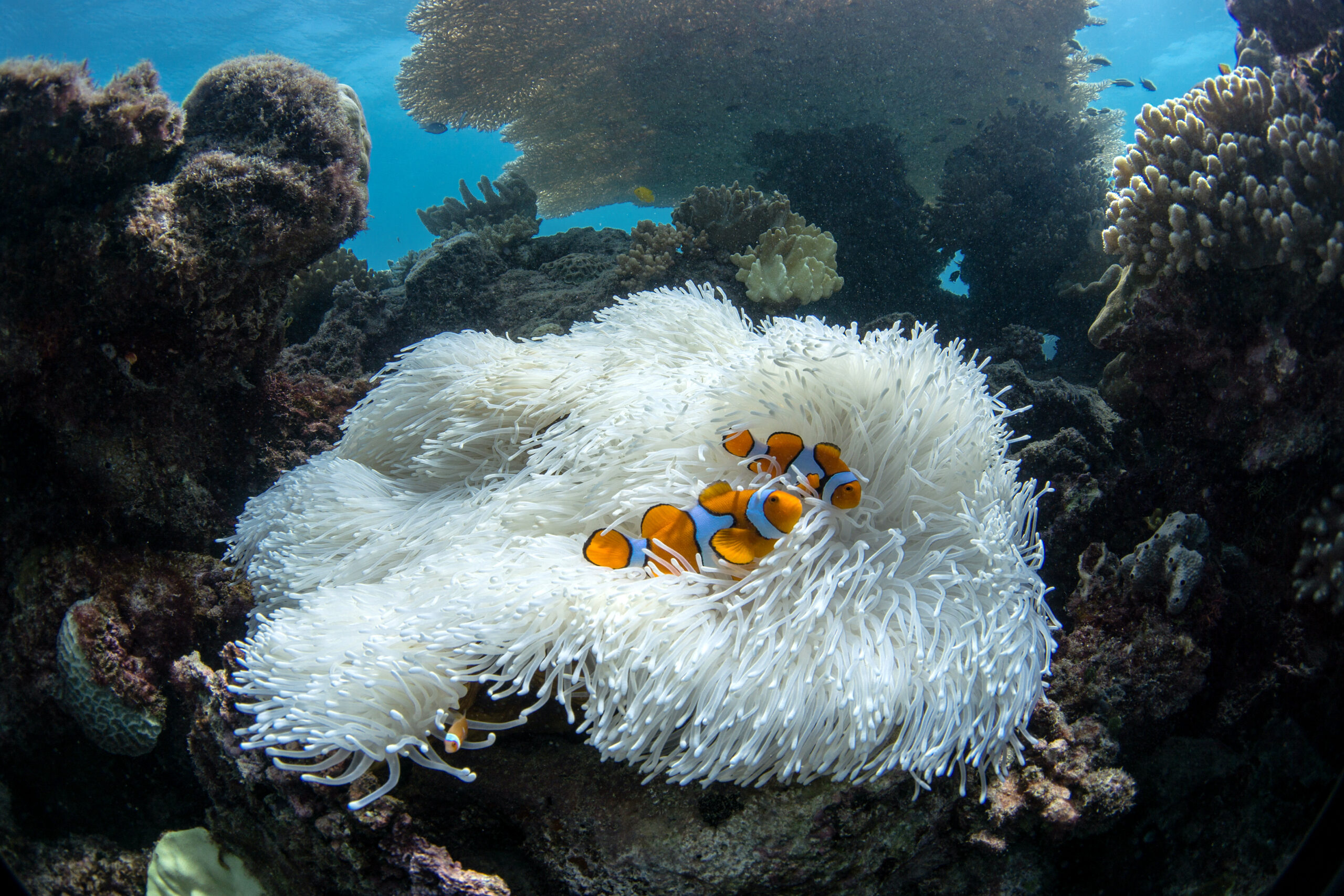 Two anemone fish are in a bleached anemone