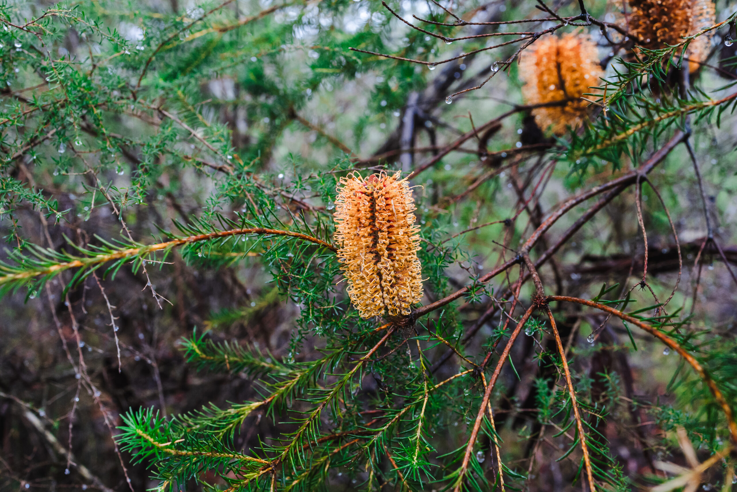 Photo of banksias in amongst foliage.