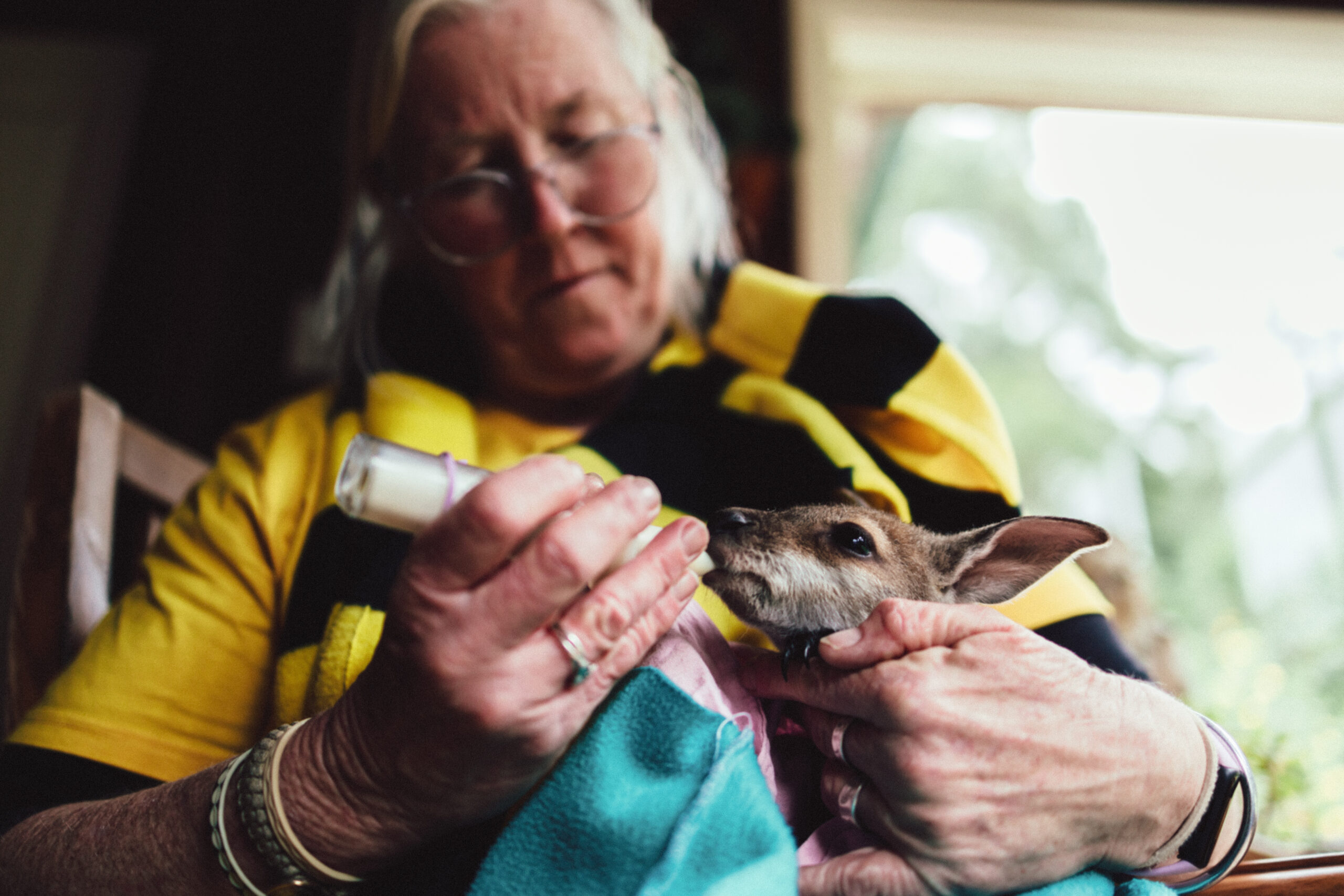 A woman holds a kangaroo joey on her lap and feeds it milk from a bottle.