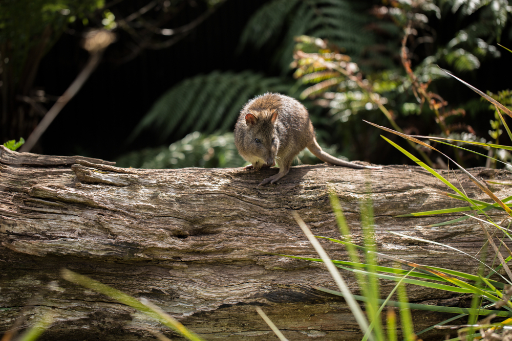 A small marsupial perches on a log.